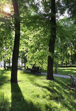 Calm summer season. Beautiful landscape with tree and alley in park. A picturesque spring scene with trees and a path in the park. Trees and footpath in the town park in sunny day