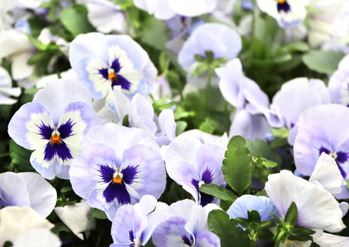 Pansy flowers on sunny beautiful nature spring background. Summer scene with Viola flowers of lilac and violet colors. Horizontal spring banner with white Pansies flowers. Copy space for text