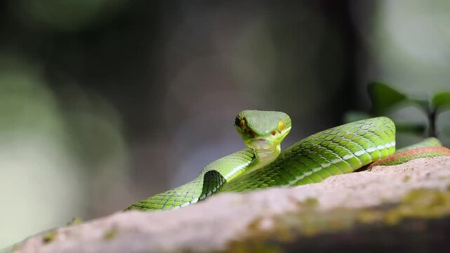 Green pit viper is classified as a mildly venomous snake; bites are usually fatal.