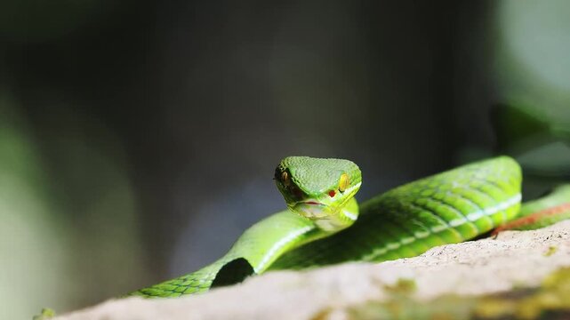Green pit viper is classified as a mildly venomous snake; bites are usually fatal.