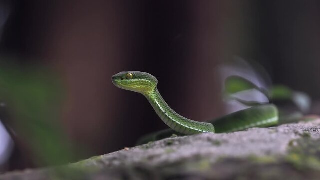 Green pit viper is classified as a mildly venomous snake; bites are usually fatal.