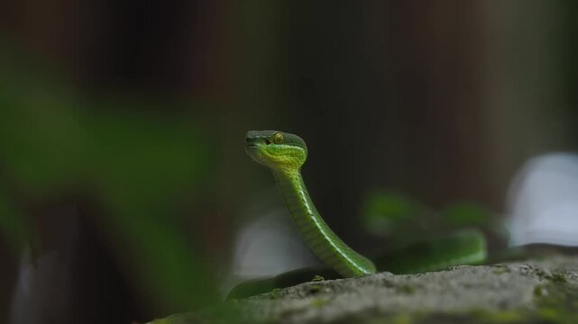 Green pit viper is classified as a mildly venomous snake; bites are usually fatal.