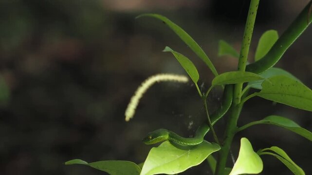 Green pit viper is classified as a mildly venomous snake; bites are usually fatal.