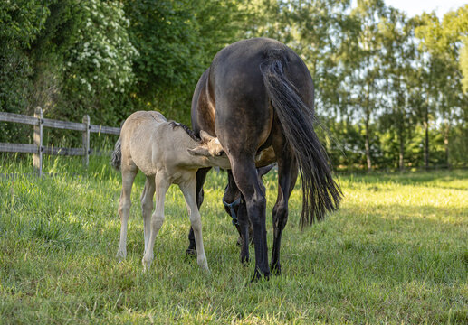 3 Wochen altes buckskin-farbenes Deutsches Reitponyfohlen mit dunkelbrauner Mutter s&auml;ugt auf der sonnigen Koppel im Schatten
