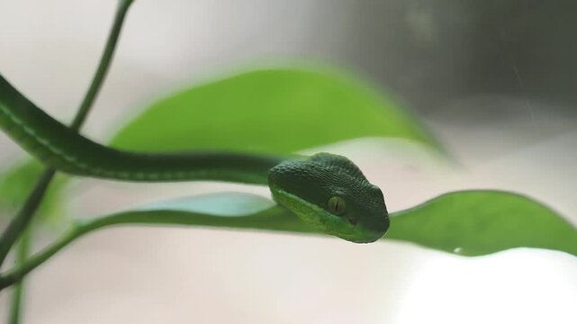 Green pit viper is classified as a mildly venomous snake; bites are usually fatal.