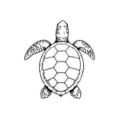 Obraz premium Simple hand drawn turtle animal sketch, engraved illustration of tortoise sea turtle clip art
