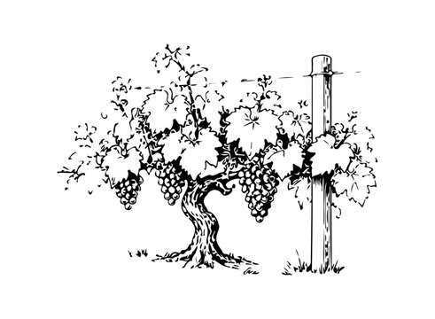 Simple hand drawn grape vineyard row cluster sketch, engraved illustration of vine yard plant with leaves and fruits, farm agriculture clip art