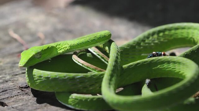 Ahaetulla prasina, or the bright green Asian vine snake, has a slender body and a pointed snout. Its venom, used to hunt small prey, is mild and not dangerous to humans.