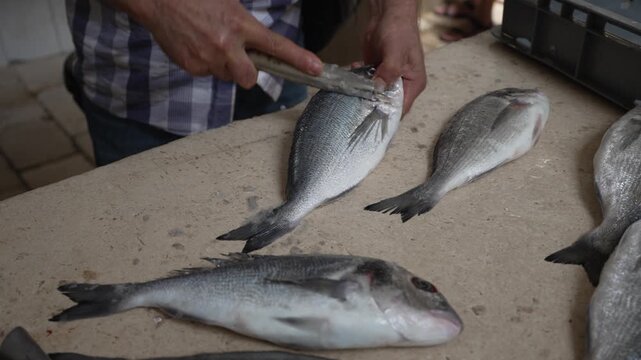 Fishmonger cleaning fresh sea bream fish at the market.