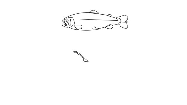 Animated self drawing of continuous line draw of  Line Art Fish Collection Trout, salmon, and Tuna Illustrations. Logo. Full length one line animation. 4K	