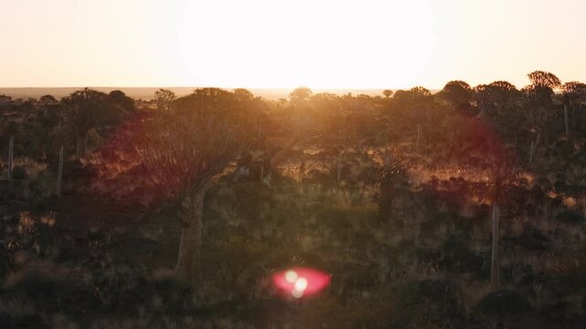 Quiver tree forest in namibia at sunset, Aerial view