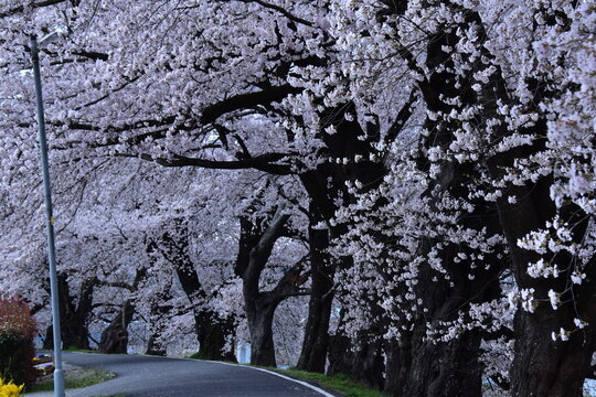 宮城県 大河原町のの白石川提一目千本桜