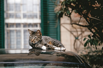 cat on the car © Eduardo
