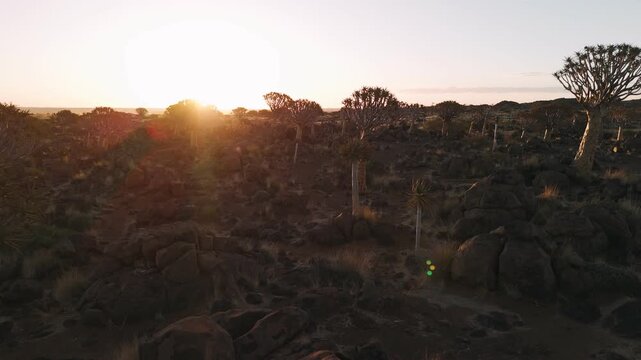 Aerial view of the quiver tree forest in namibia during a stunning and golden sunset, showing a rocky and arid african landscape
