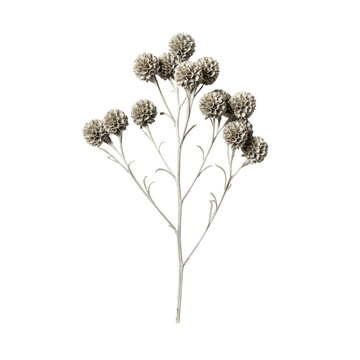 Dried silver brunia sprig with spherical silver-grey flower heads on a transparent background, minimal flat lay studio photography capturing intricate texture, concept of elegant botanical study