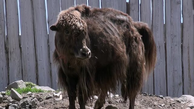 A magnificent yak stands stoically on a sun-drenched day near Lake Khuvsgul in Mongolia.