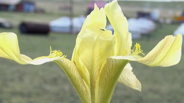 A close-up view captures a vibrant yellow iris flower with delicate petals, possibly hosting a tiny insect.
