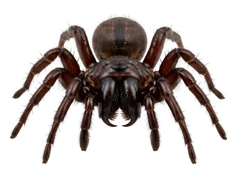 A brown spider with eight legs is isolated on a white background.