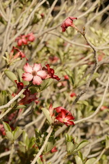 Fototapeta premium Desert rose flowers blooming on branches in Dubai, United Arab Emirates