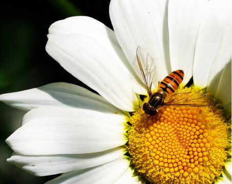 marmored hoverfly on an oxeye daisy
