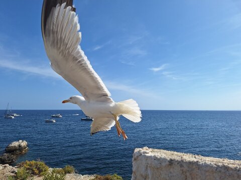 Gaviota en vuelo sobre la isla de Tabarca