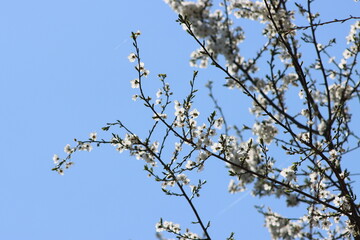 natura © Mmichphoto