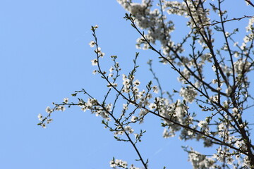 natura © Mmichphoto