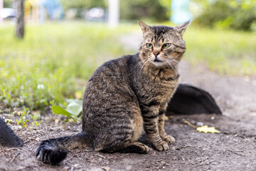 Obraz premium A tabby cat with striking green eyes sits attentively on a dirt path outdoors