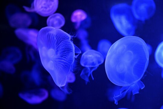 Moon jellyfish (Aurelia aurita) in a tank of the Bang Saen Aquarium, Chonburi Province, Thailand