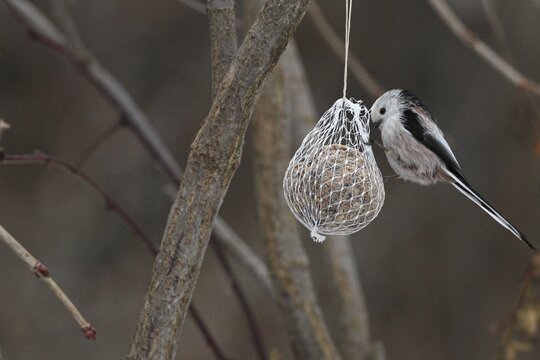 Long-tailed Tit (Aegithalos caudatus) on a tit dumpling at the winter feeding, Allg&auml;u, Bavaria, Germany, Allg&auml;u, Bavaria, Germany