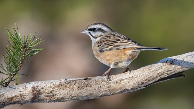 Rock Bunting (Emberiza cia), sitting on a branch, Tyrol, Austria