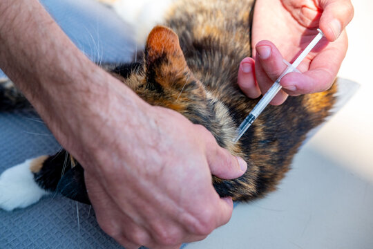 Veterinarian doctor treating domestic cat, giving injection and implanting microchip under scruff, professional pet care, health check-up, vaccination, pet care and routine veterinary examination