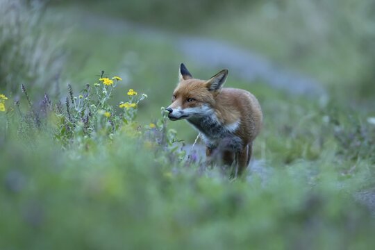 Red fox (Vulpes vulpes) adult animal smelling summer flowers, England, United Kingdom