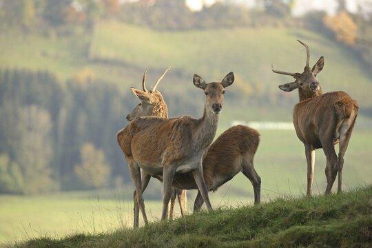 Red deer (Cervus elaphus) female suckling calf, two one-year-old pintails, Allg&auml;u, Bavaria, Germany, Allg&auml;u/Bavaria, Germany