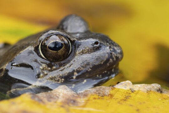 Common frog (Rana temporaria) adult amphibian in a garden pond with fallen autumn leaves on the surface of the water, Suffolk, England, United Kingdom