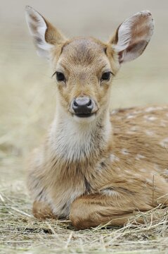 Chital (Axis axis), juvenile, captive, occurring in Asia