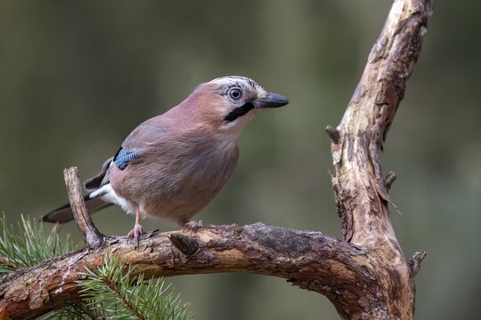 Eurasian jay (Garrulus glandarius), sitting on a branch, Terfens, Tyrol, Austria