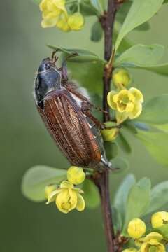 Cockchafer (Melolontha melolontha), sitting on the branch of a barberry (Berberis vulgaris), Schwaz, Tyrol, Austria