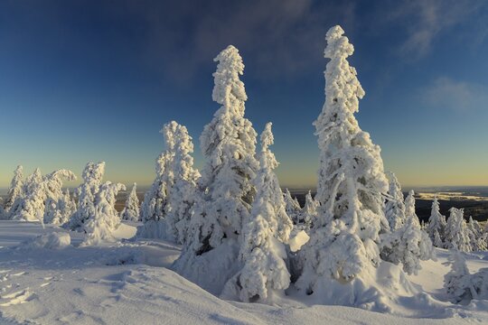 Snowy Spruces (Picea) on the winterly snow-covered Brocken, Winter, Snow, Harz, Berg, Schierke, Saxony-Anhalt, Germany