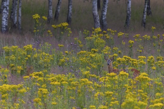 In addition to this roebuck (Capreolus capreolus), two doe and at least two fawns share this meadow as a feeding area, dangerous, flower meadow, summer coat, July, Germany