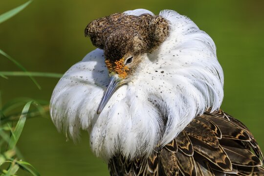 Detailed study of a bird with splendid white neck plumage and brown head, Ruff (Calidris pugnax, Syn.: Philomachus pugnax), France