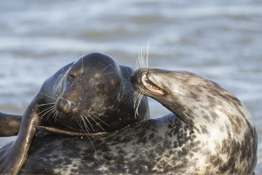 Atlantic grey seal (Halichoerus grypus) two adult seals animals in love flirting on a beach, England, United Kingdom