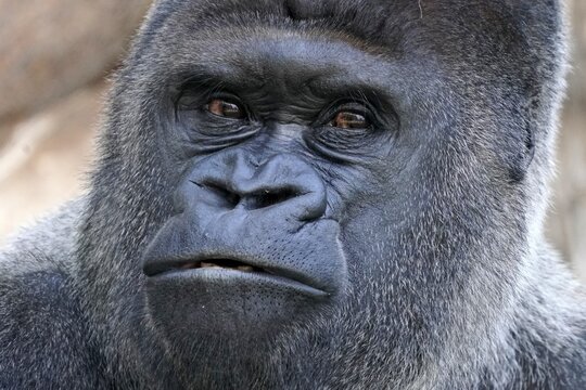 Western western gorilla (Gorilla gorilla) silverback, animal portrait, captive