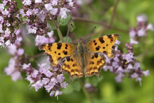 Comma butterfly (Polygonia c-album) adult insect feeding on a garden purple Wild marjoram or Oregano flower in summer, England, United Kingdom