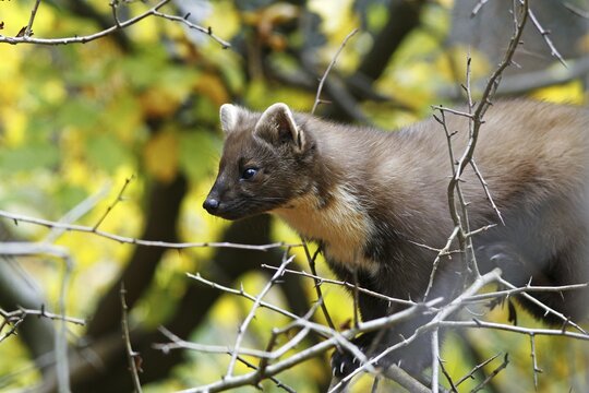 Pine Marten (Martes martes) in a tree