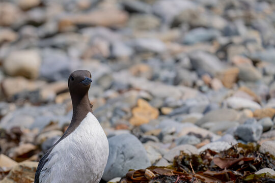 Common guillemot seabird standing on a rocky pebble beach
