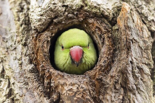 Rose-ringed parakeet (Psittacula krameri) looking out of its breeding den, wildlife, Germany