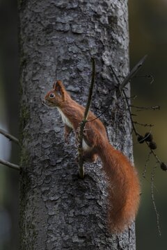 In late autumn the squirrel (Sciurus vulgaris) is busy collecting winter supplies, sweet, cute, October, Germany
