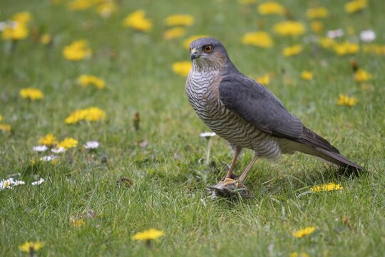 Sparrowhawk (Accipiter nisus) plucking prey, Vechta, Lower Saxony, Germany