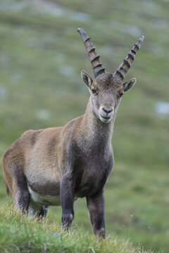 Alpine Ibex (Capra ibex), ibex, mountain, Alps, Hohe Tauern National Park, Austria